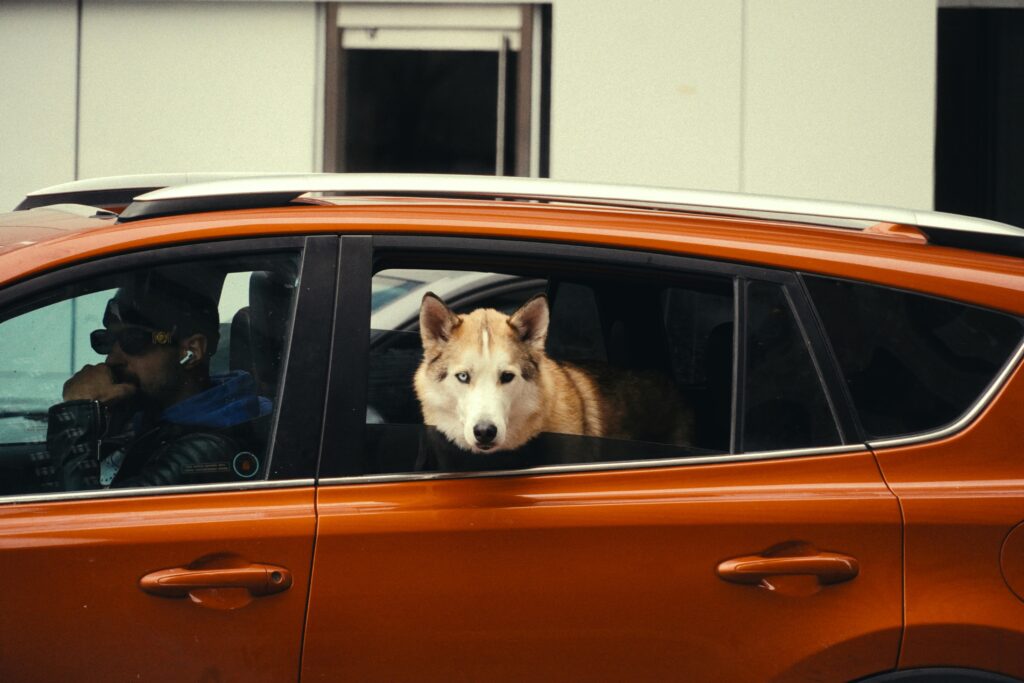 Is It Illegal to Leave Your Dog in the Car?