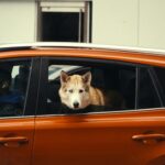 Is It Illegal to Leave Your Dog in the Car?