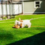 How to House Train an Adult Dog: Expert Tips