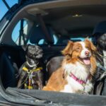 Cars with Dog Mode: The Ultimate Guide for Pet Owners