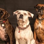 Manage Aggressive Behavior in Older Dogs