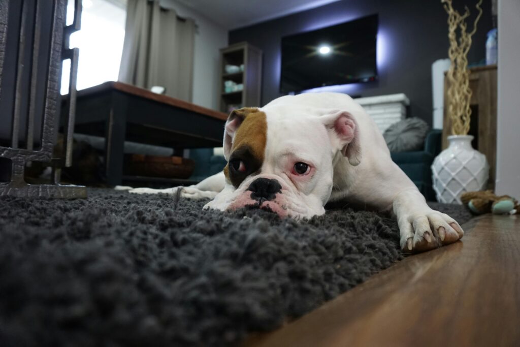 Why Do Dogs Scratch Their Beds? Insights and Solutions