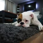 Why Do Dogs Scratch Their Beds? Insights and Solutions