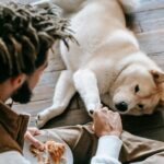 Wellness Core Canned Dog Food: Balanced Nutrition for Your Dog